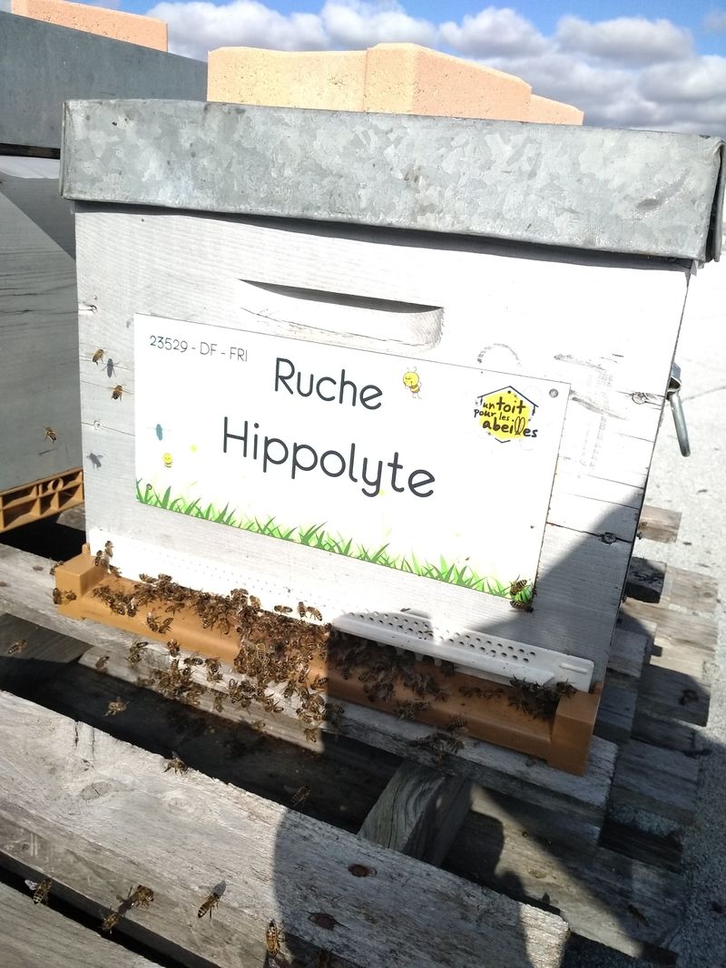 La ruche Hippolyte