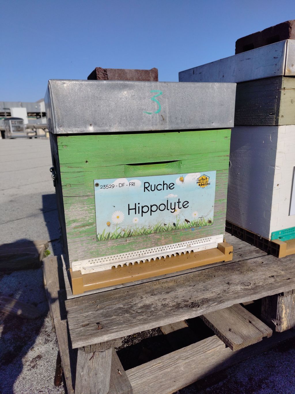 La ruche Hippolyte