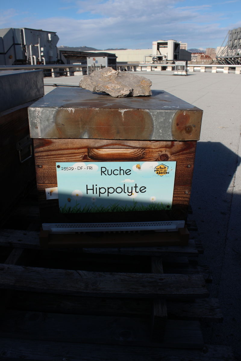 La ruche Hippolyte