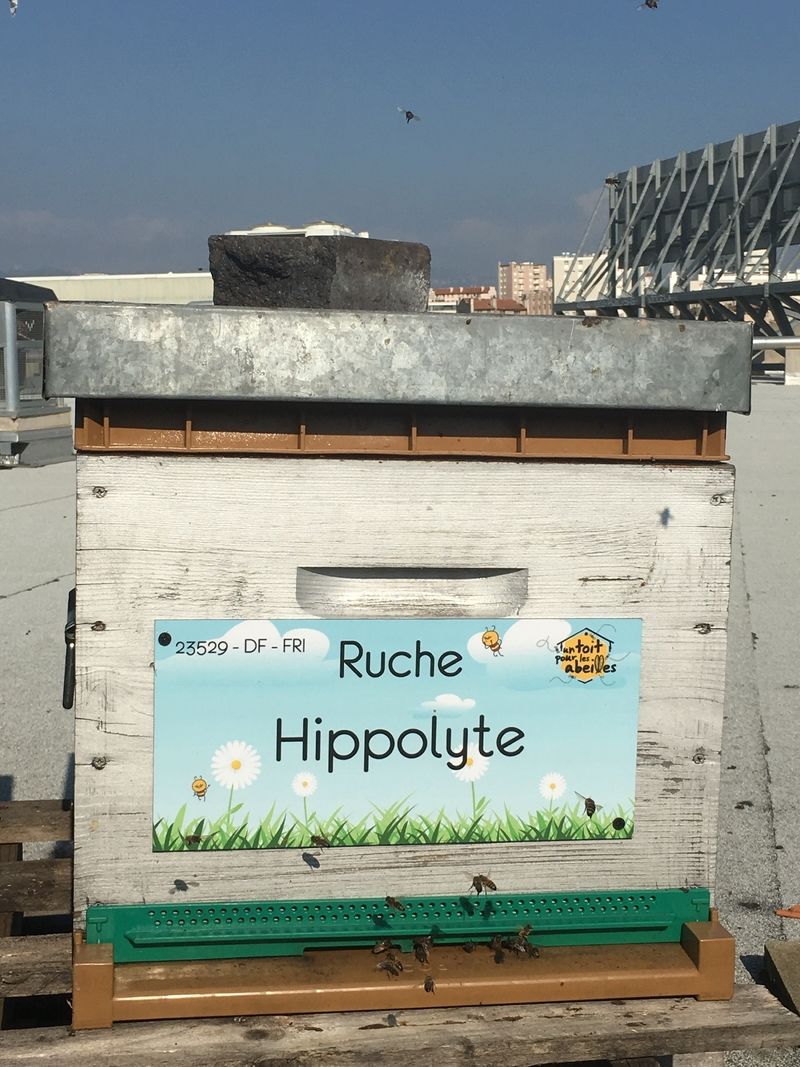 La ruche Hippolyte