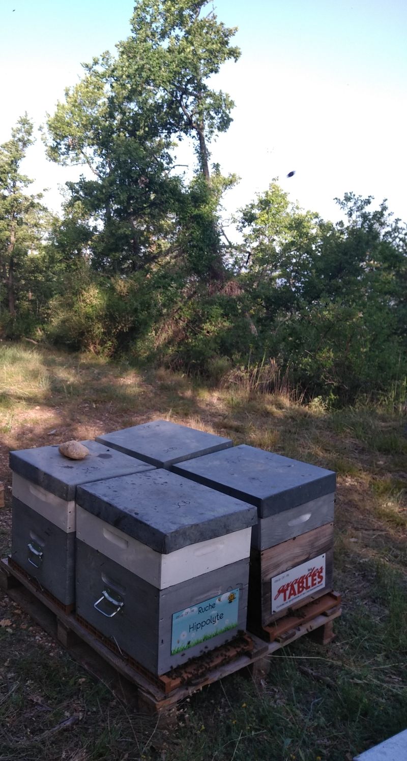 La ruche Hippolyte