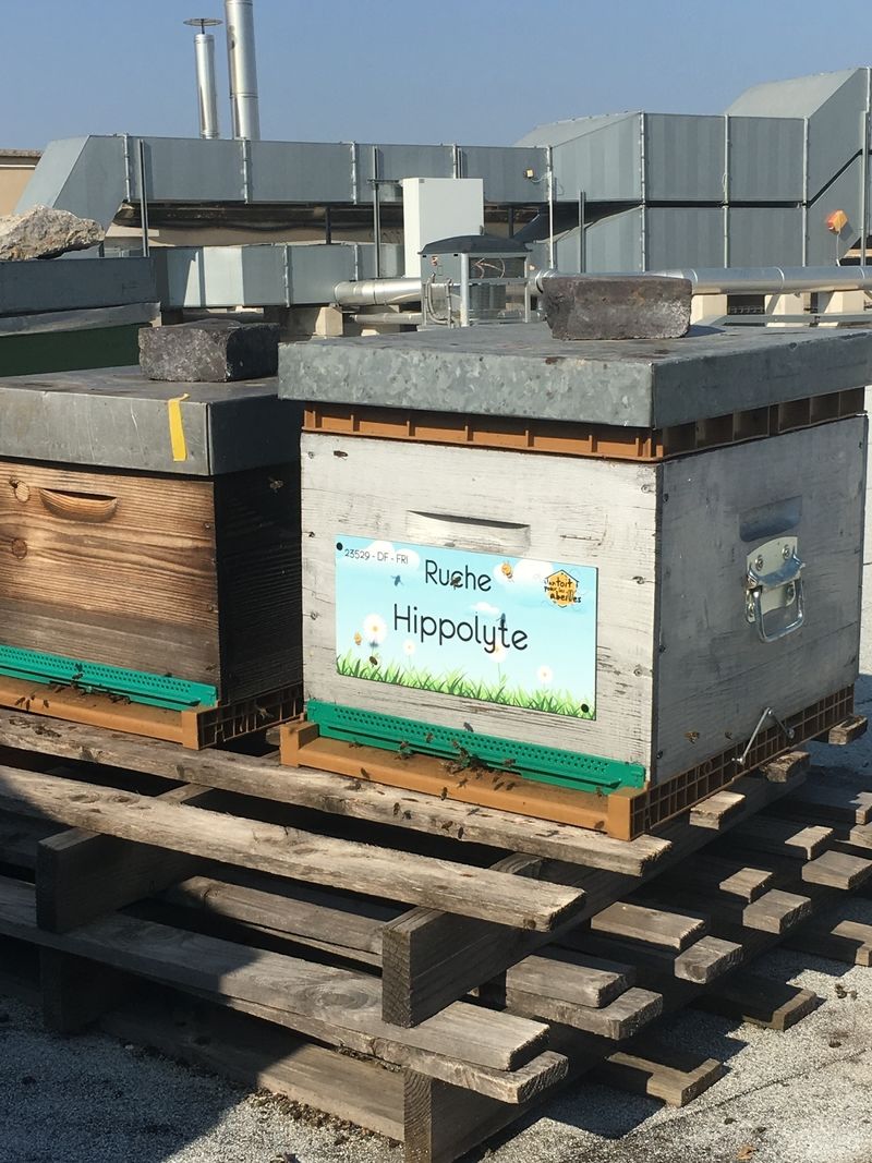 La ruche Hippolyte