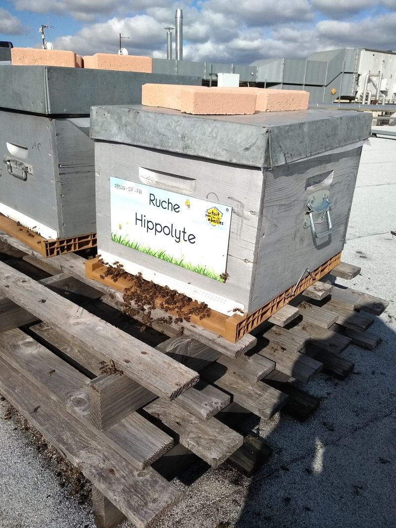 La ruche Hippolyte