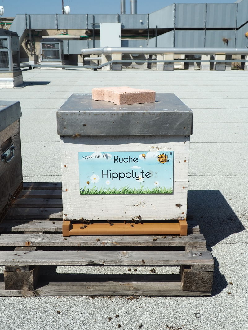 La ruche Hippolyte