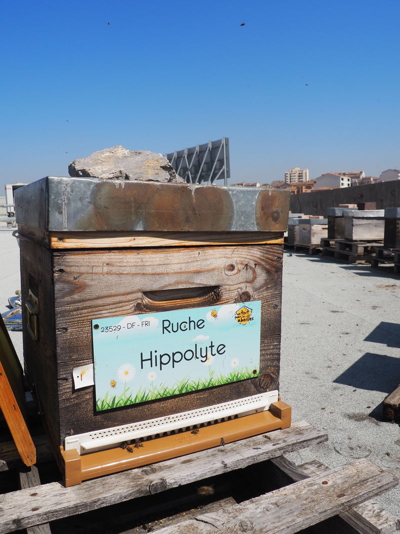 La ruche Hippolyte