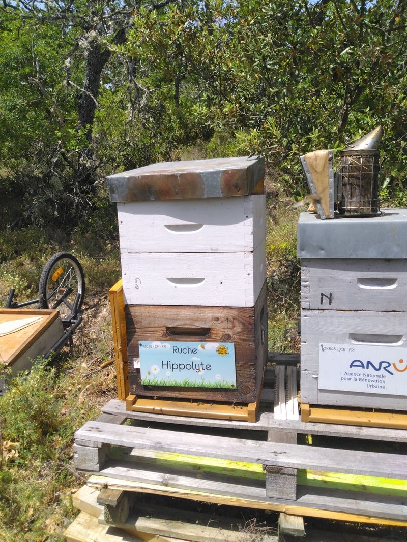 La ruche Hippolyte