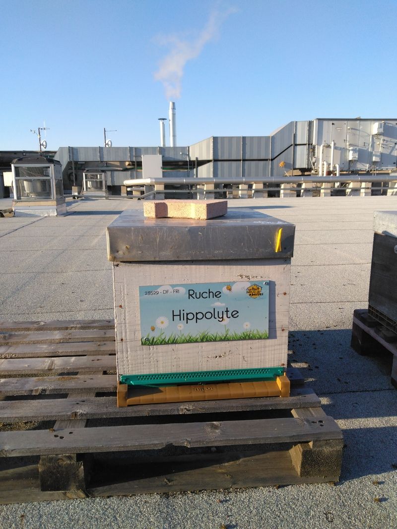La ruche Hippolyte