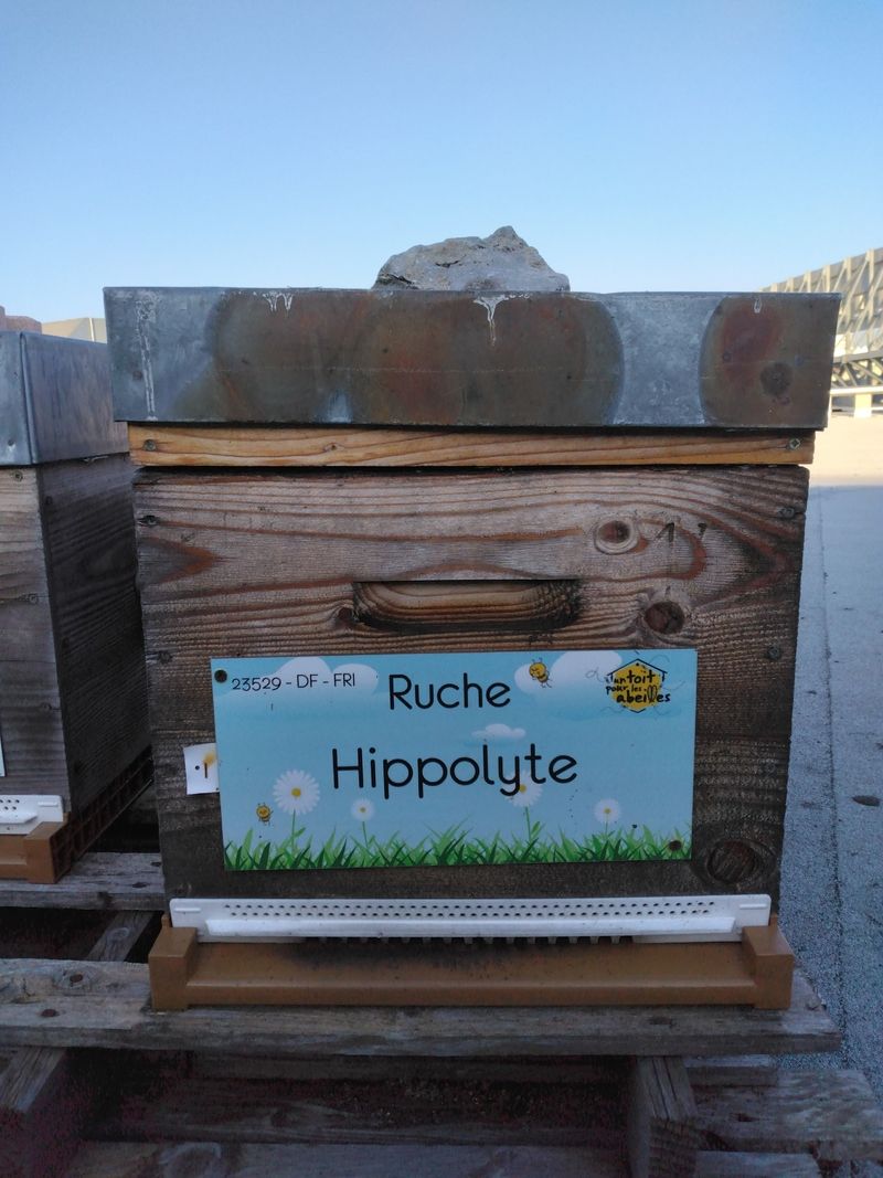 La ruche Hippolyte