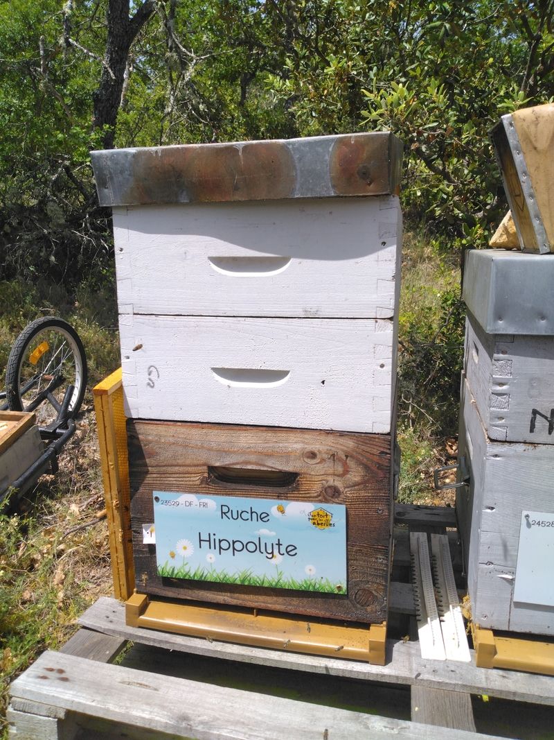La ruche Hippolyte