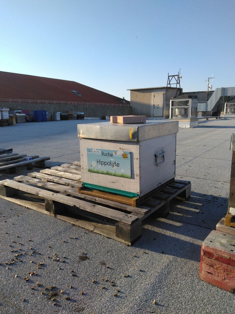La ruche Hippolyte