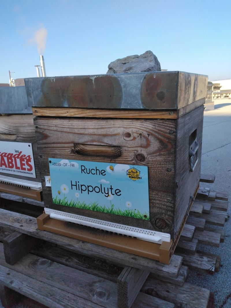 La ruche Hippolyte