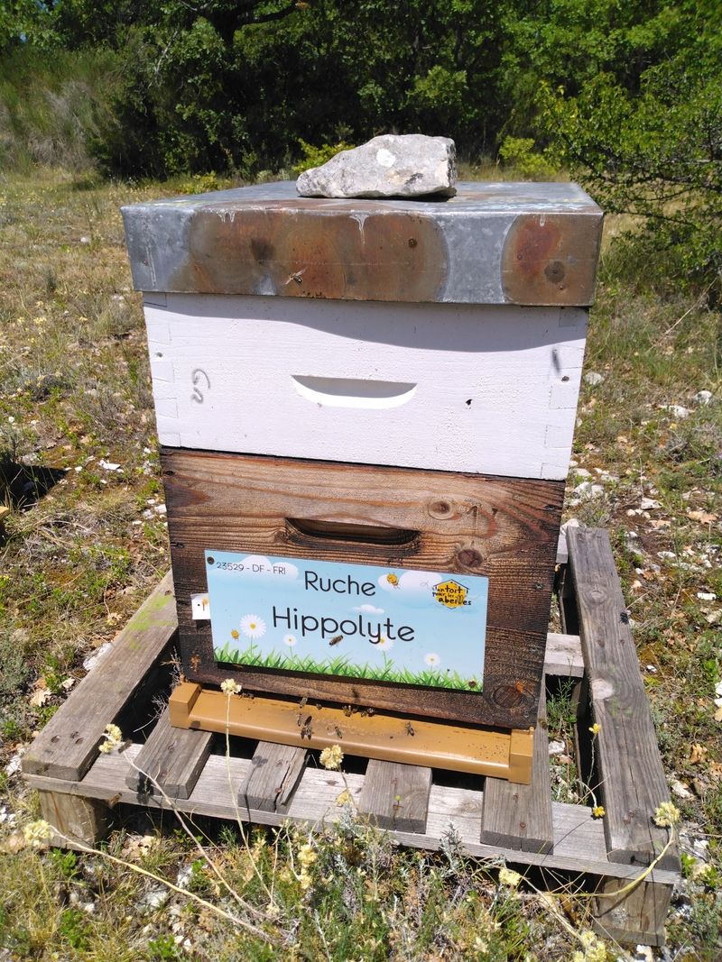 La ruche Hippolyte