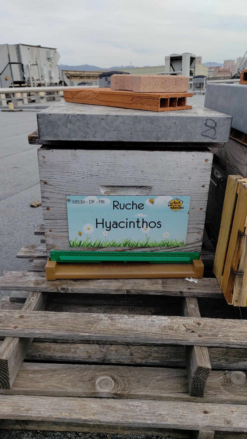 La ruche Hyacinthos