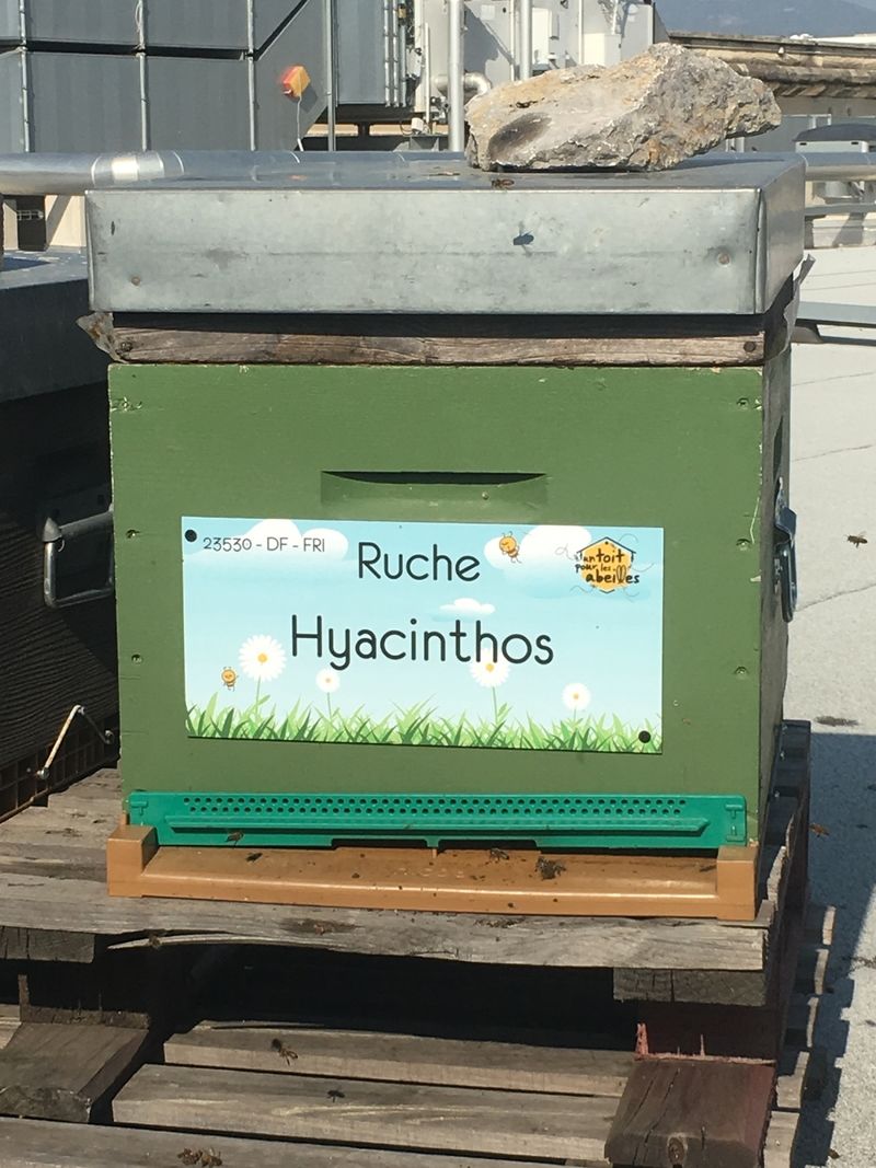 La ruche