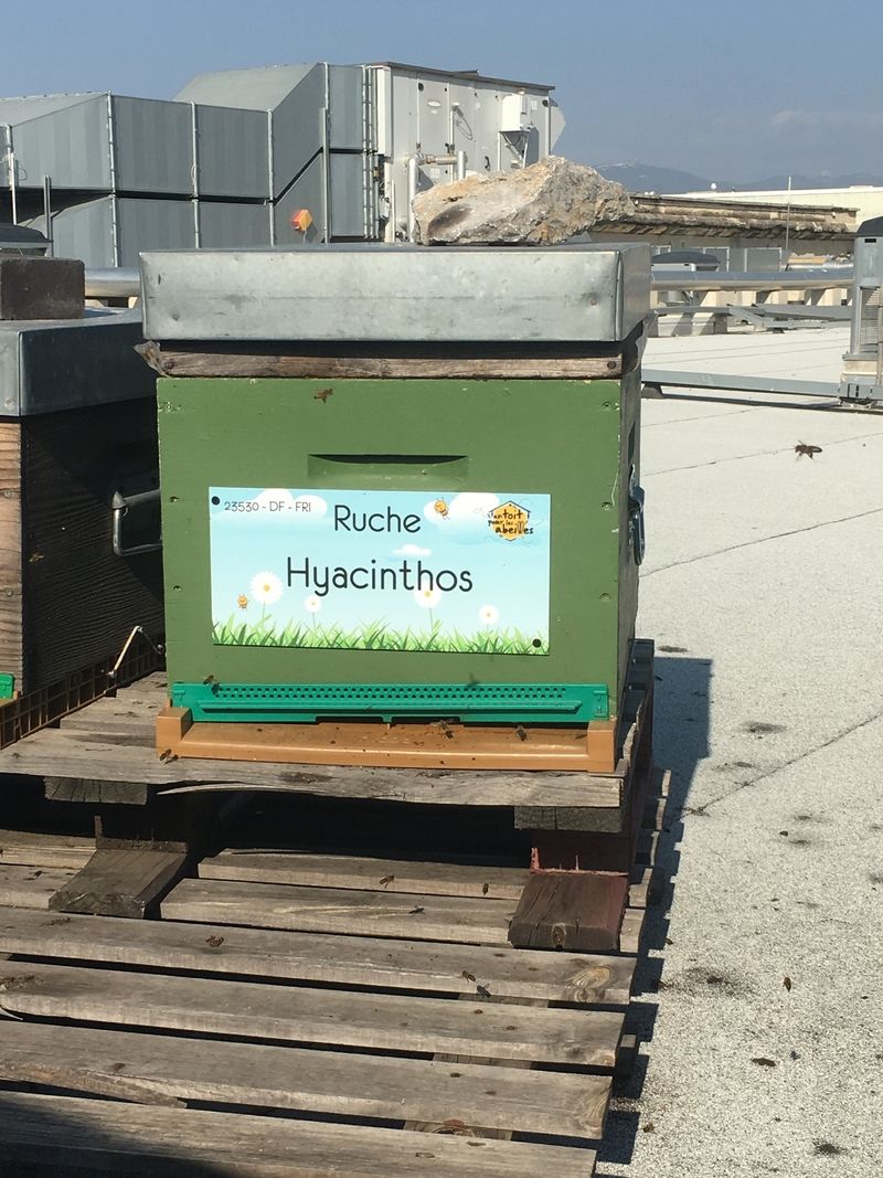 La ruche Hyacinthos
