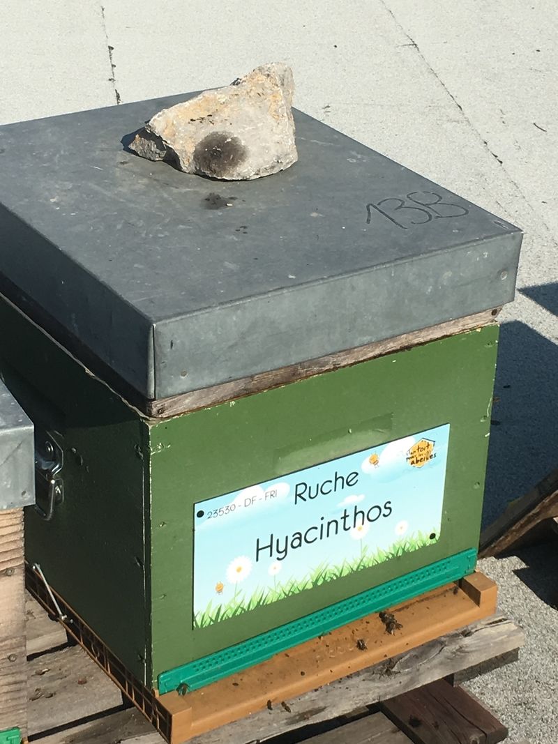 La ruche Hyacinthos