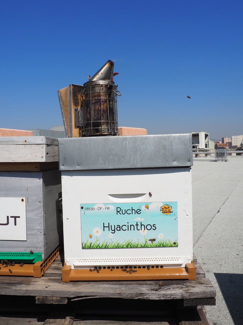 La ruche Hyacinthos