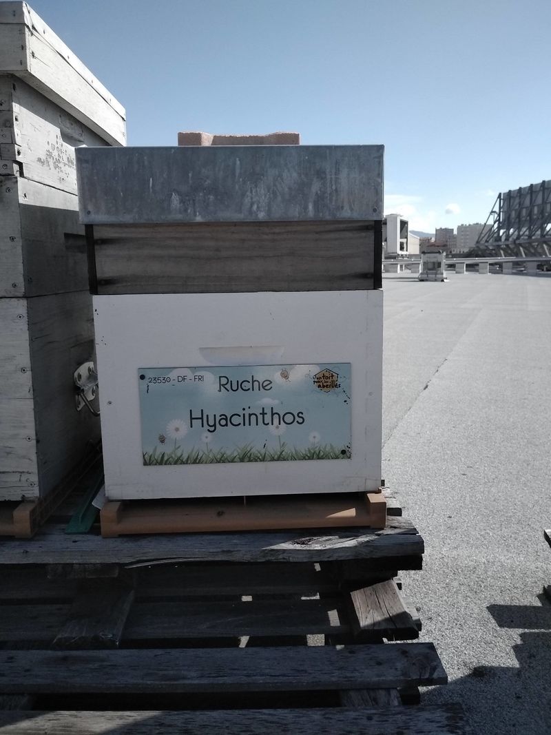 La ruche Hyacinthos