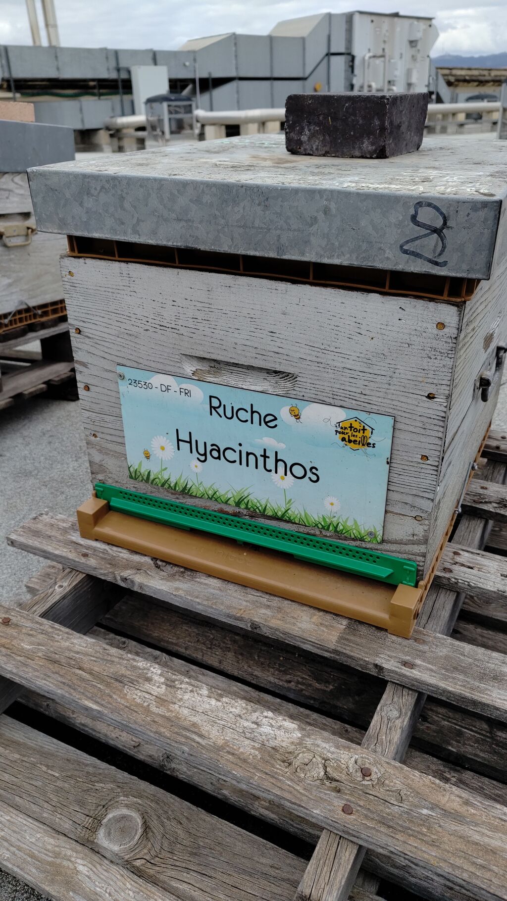 La ruche Hyacinthos
