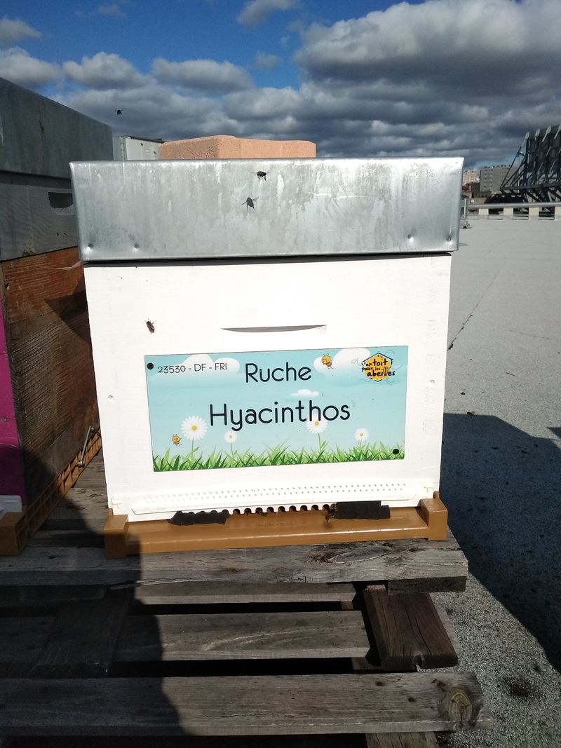 La ruche Hyacinthos