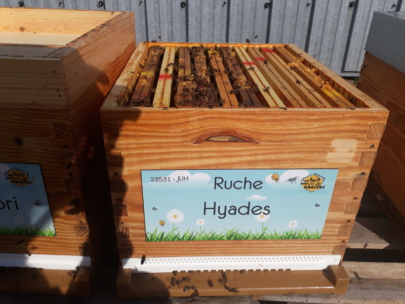 La ruche