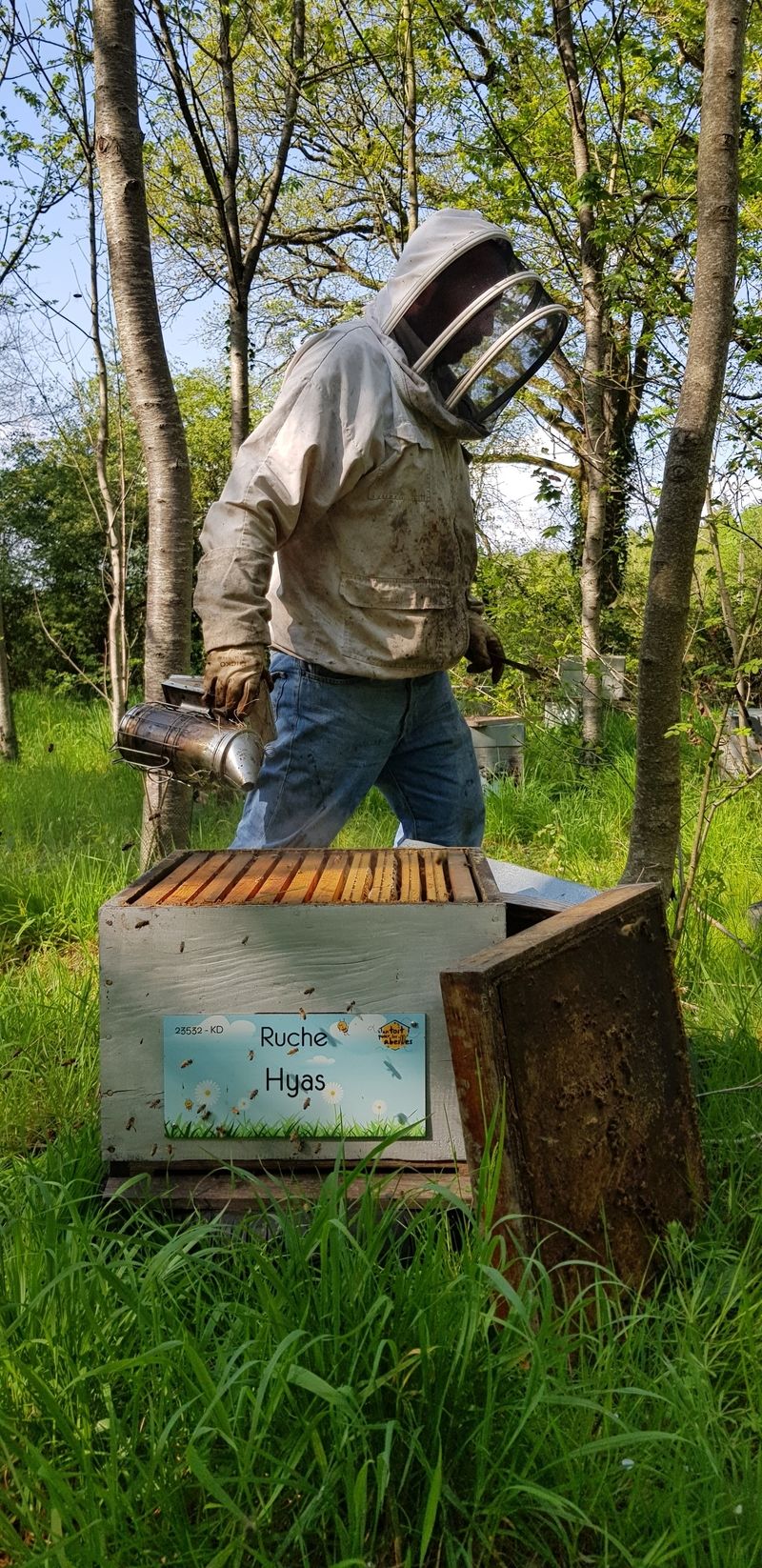 La ruche Hyas