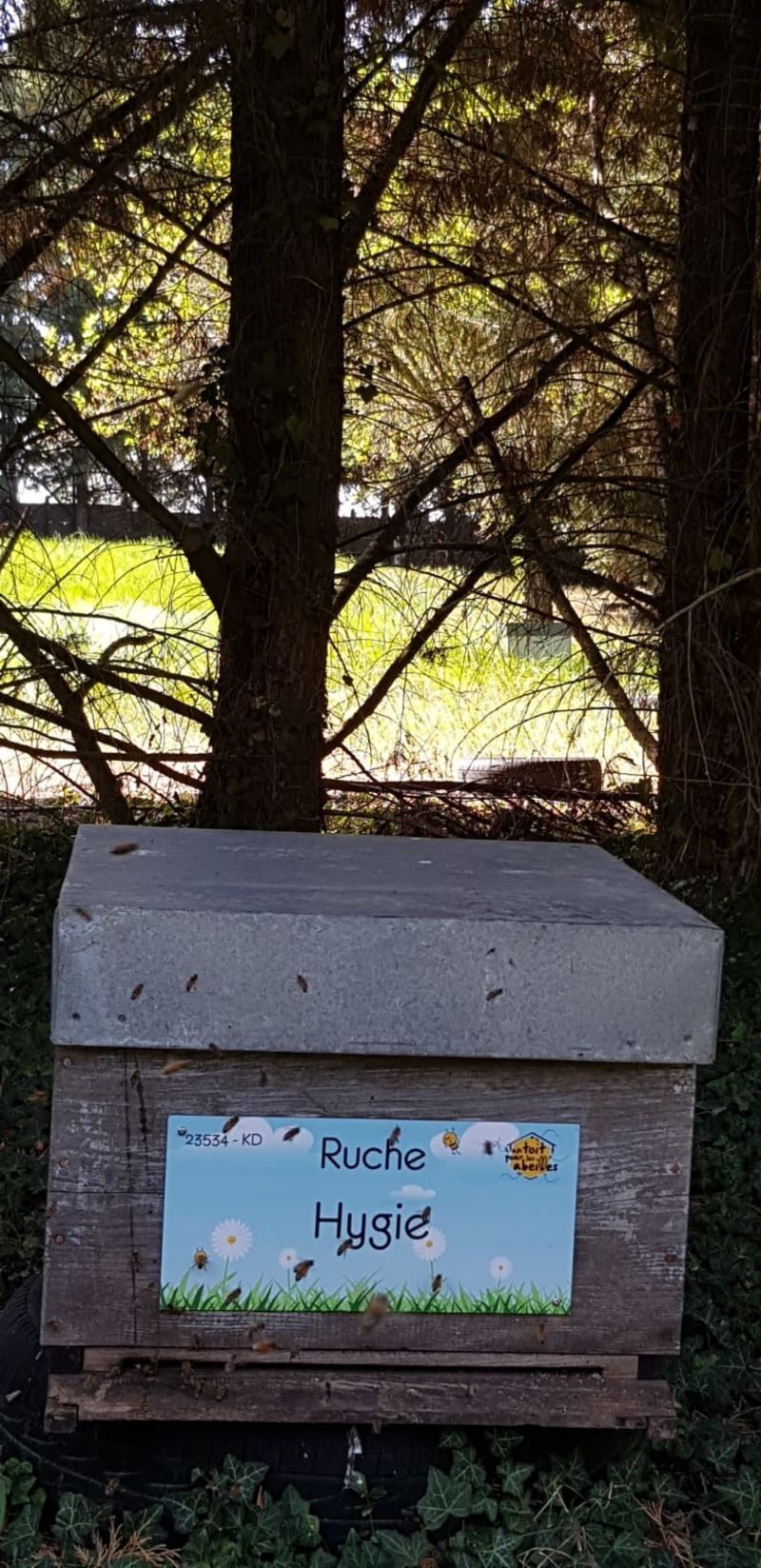 La ruche Hygie