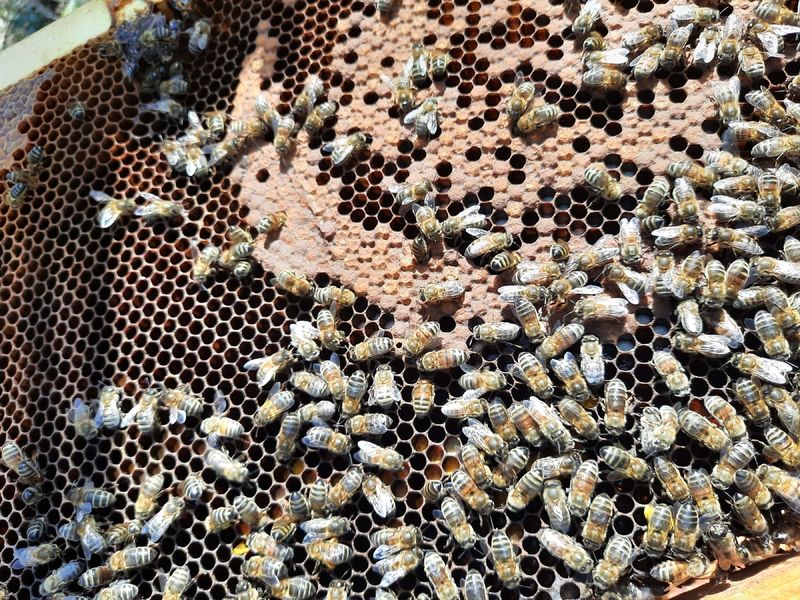 La ruche Hyménée