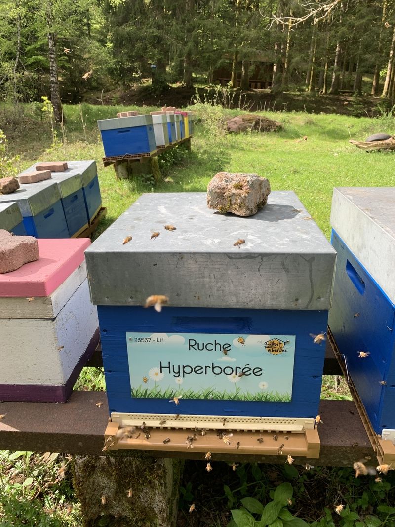 La ruche Hyperborée