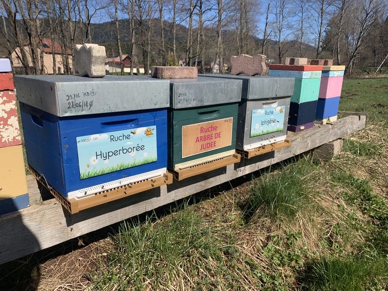 La ruche Hyperborée