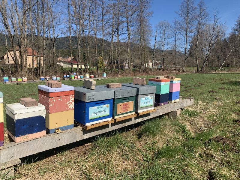 La ruche Hyperborée