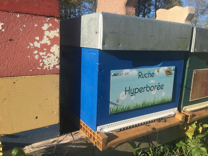 La ruche Hyperborée
