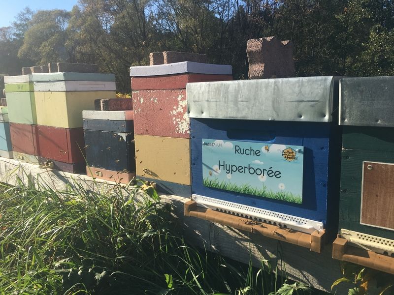 La ruche Hyperborée