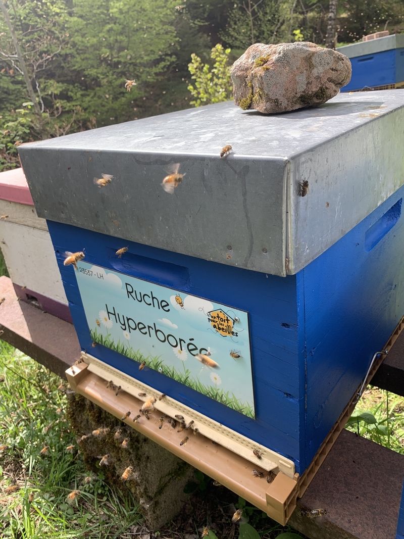 La ruche Hyperborée