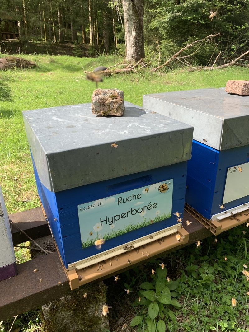 La ruche Hyperborée