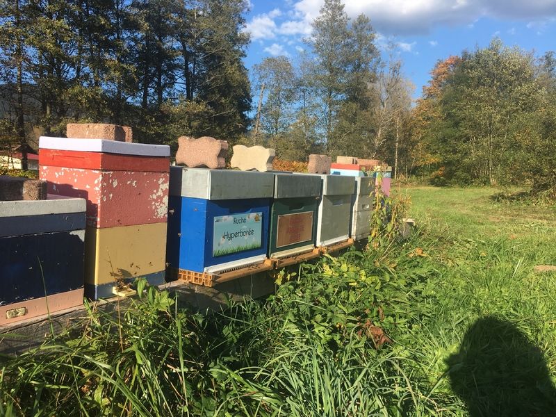 La ruche Hyperborée