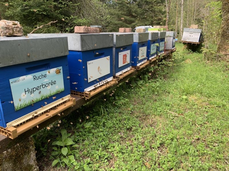 La ruche Hyperborée