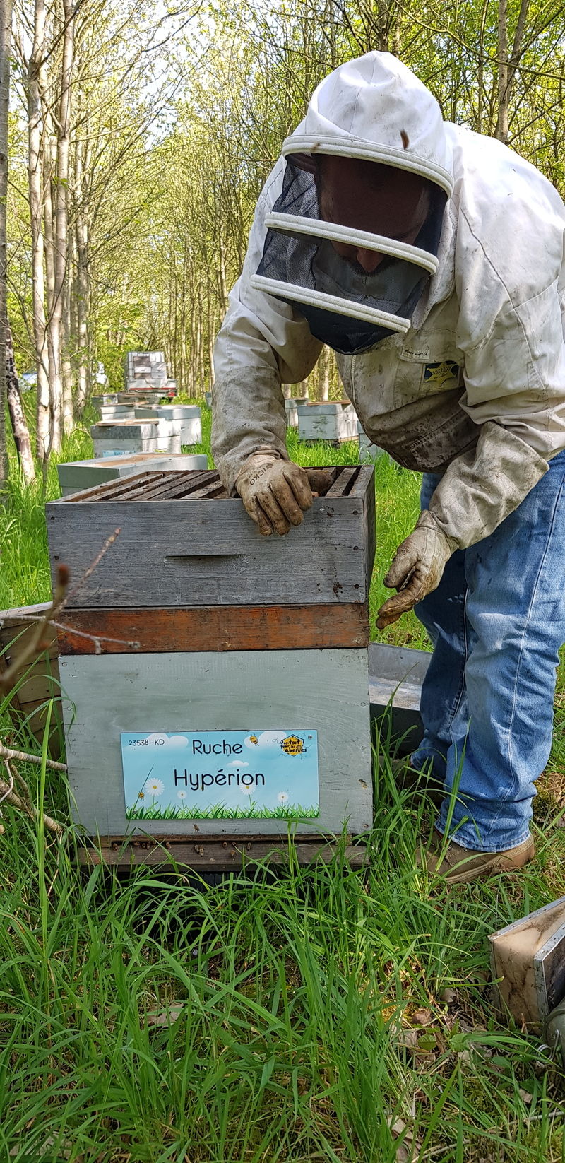 La ruche Hypérion