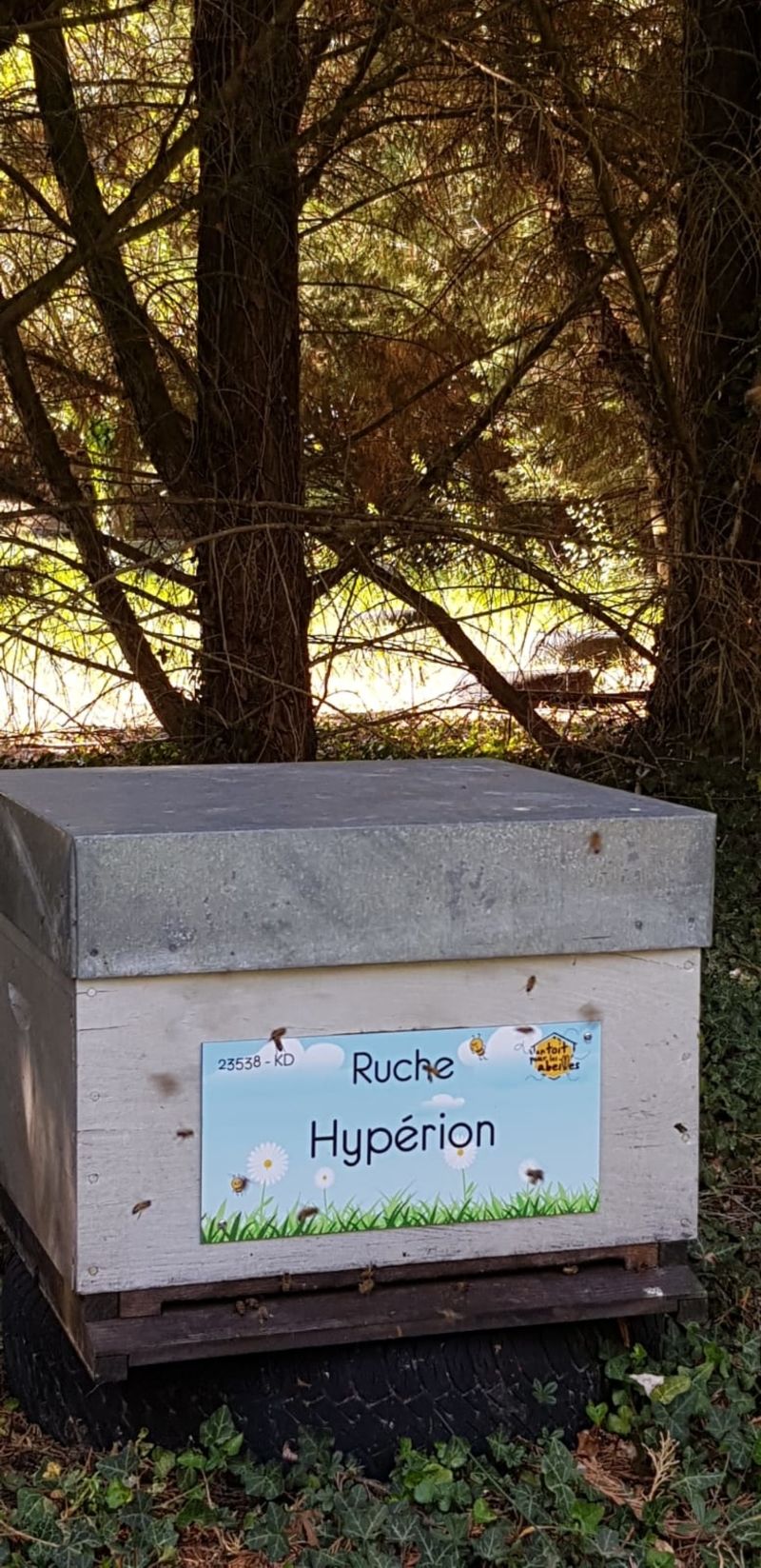 La ruche Hypérion