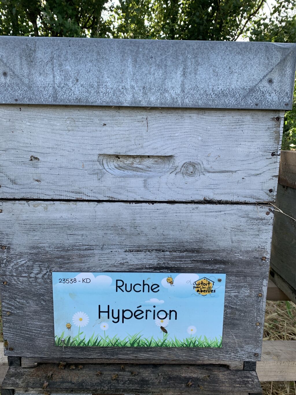 La ruche Hypérion