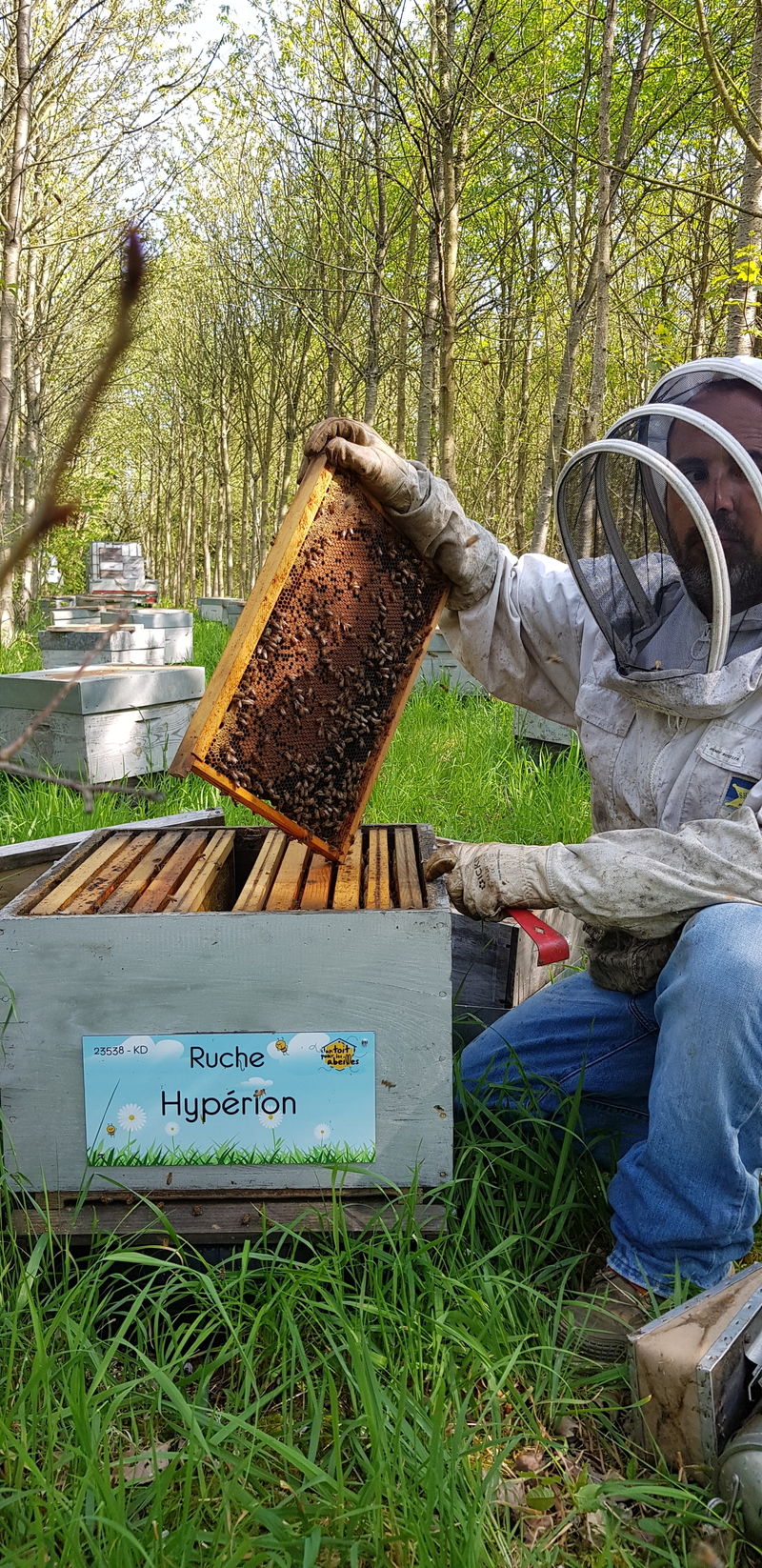 La ruche Hypérion