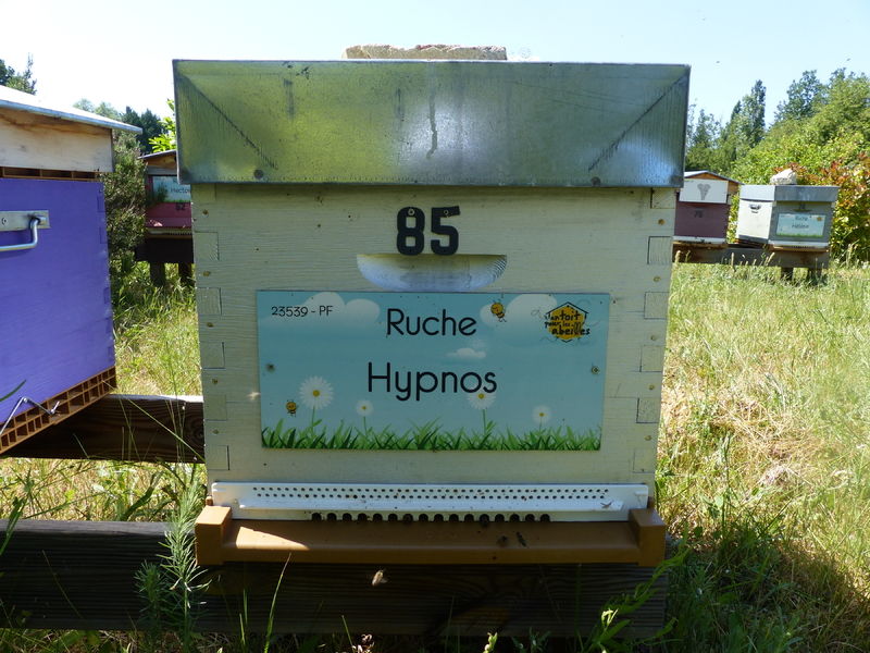 La ruche Hypnos