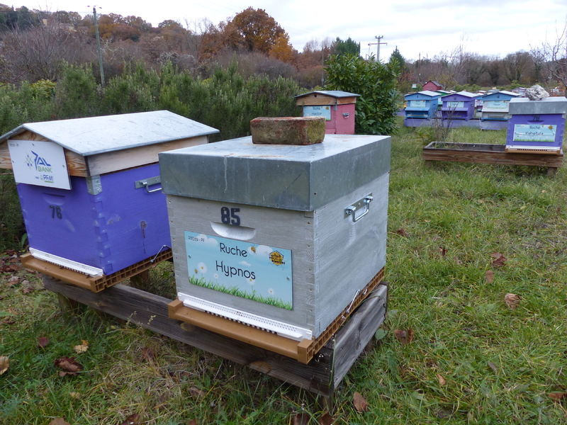 La ruche Hypnos