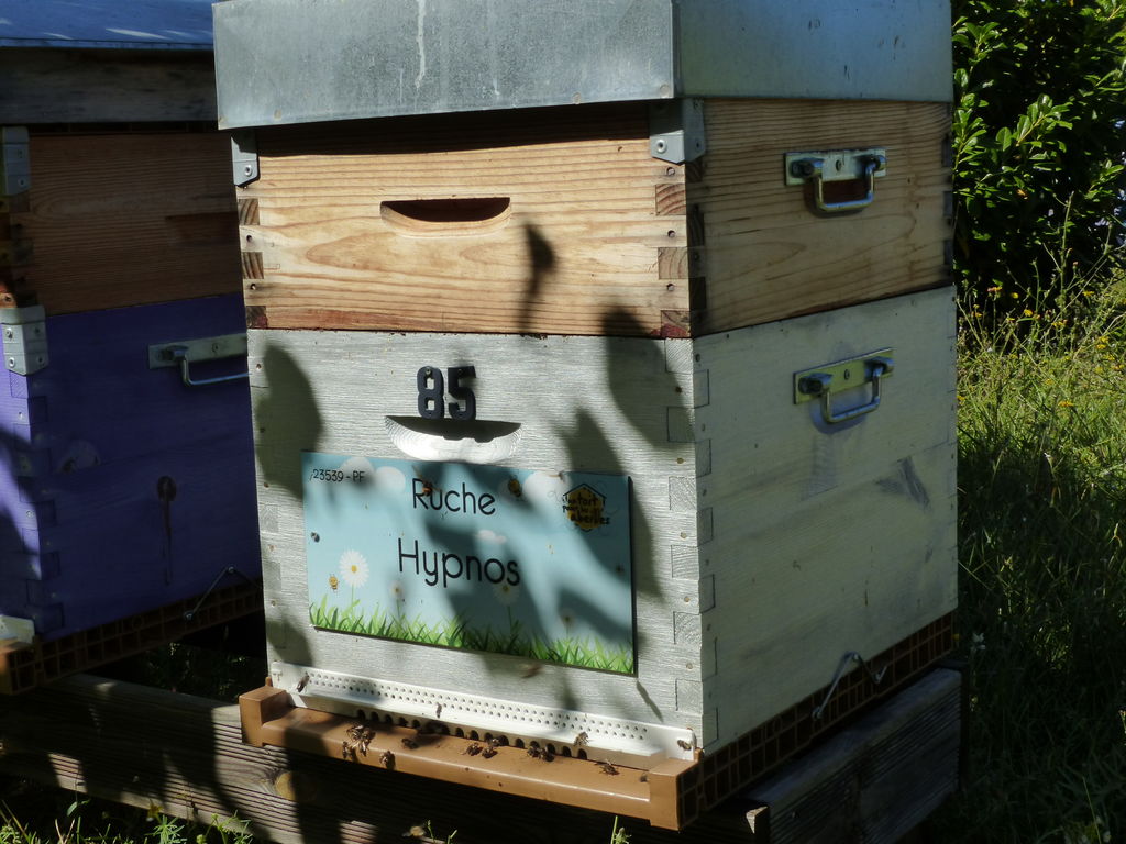 La ruche Hypnos