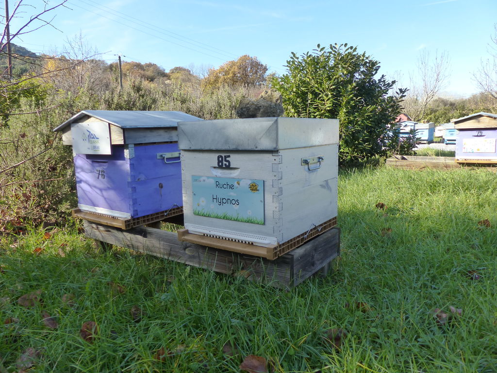 La ruche Hypnos