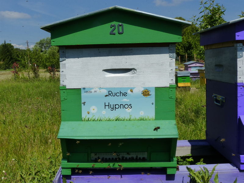 La ruche Hypnos