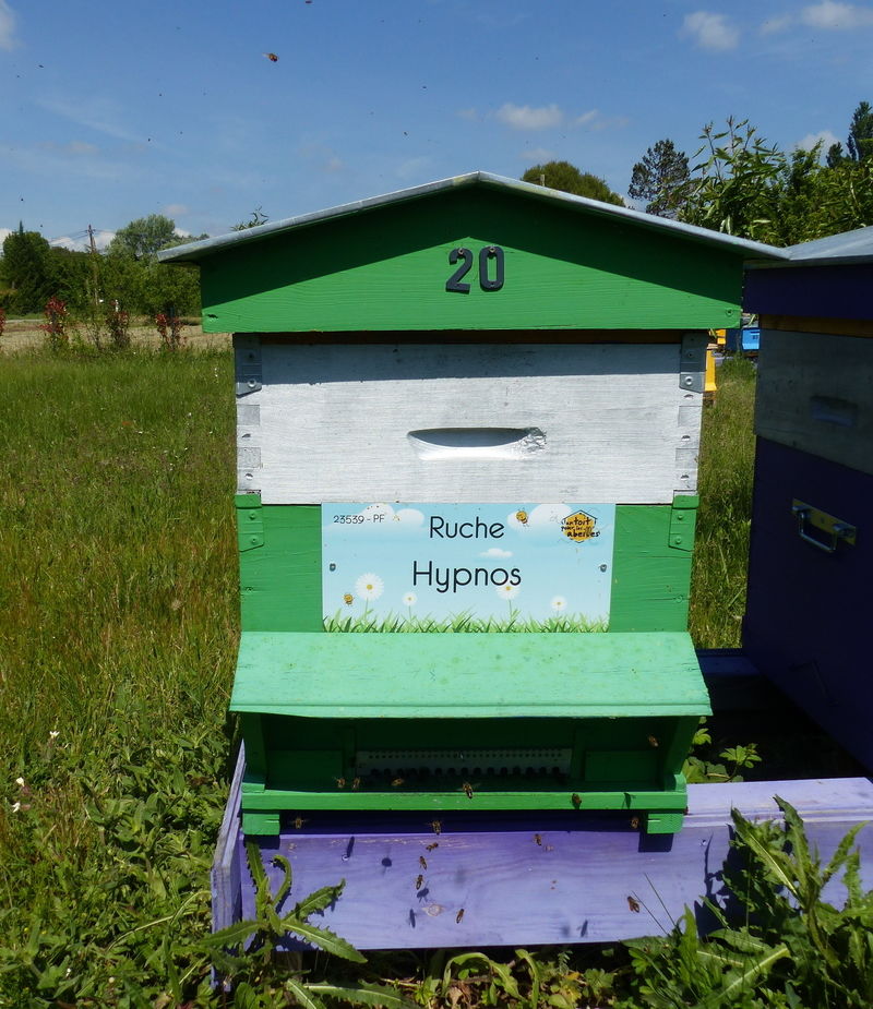 La ruche Hypnos