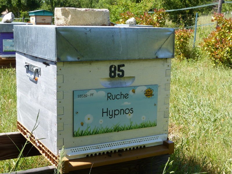 La ruche Hypnos