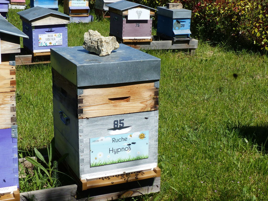 La ruche Hypnos