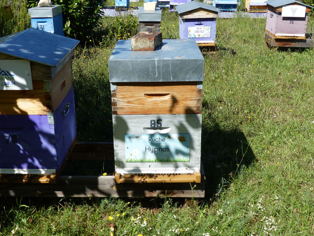 La ruche Hypnos